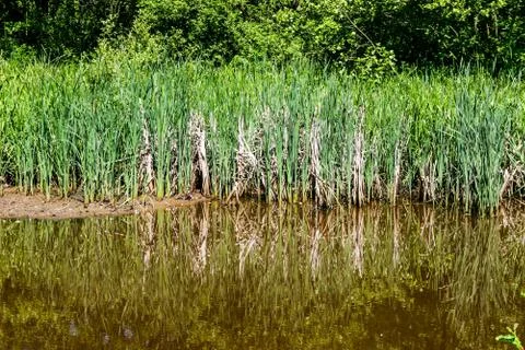 Reeds Stock Photos