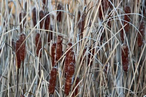 Reeds Stock Photos