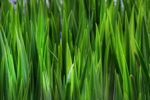 Reeds Stock Photos