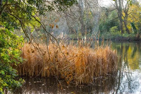 Reeds 写真素材