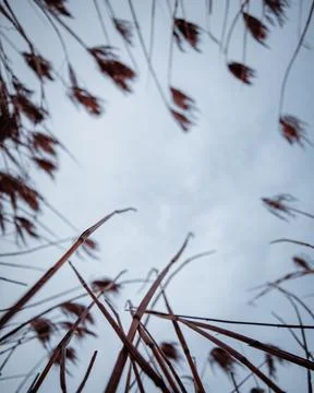 Reeds Stock Photos
