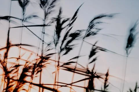 Reeds Stock Photos
