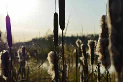 Reeds Stock Photos