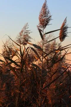 Reeds, phragmites communis Stock Photos