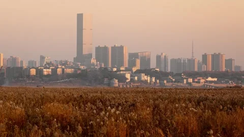 Reeds Plant In Sunset Light Stock Footage 325938363