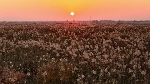 Reeds Plant In Sunset Light Stock Footage 325945425