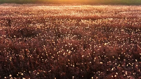 Reeds Plant In Sunset Light Stock Footage 325948457