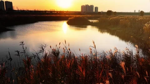 Reeds Plant In Sunset Light Stock Footage 325949895