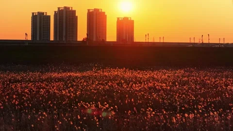 Reeds Plant In Sunset Light Stock Footage 325950571