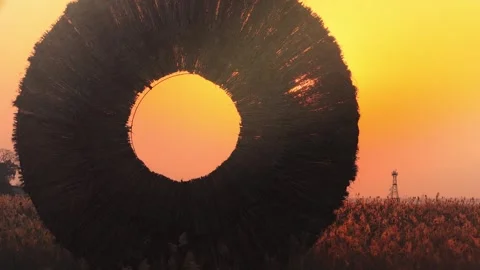 Reeds Plant In Sunset Light Stock Footage 325957734