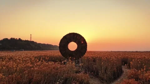 Reeds Plant In Sunset Light Stock Footage 325961792
