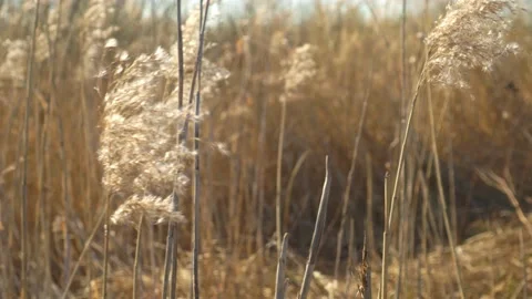 Reeds play in the wind in spring Stock Footage 152341417