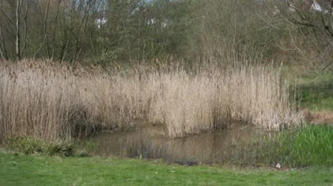 Reeds in a pond Video stock 10861122