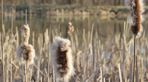 Reeds at a Pond Stock Footage 24817047
