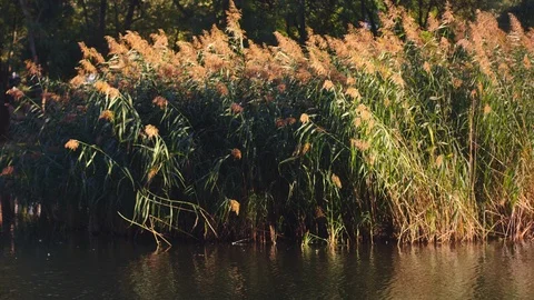 Reeds in a pond Video stock 95692214