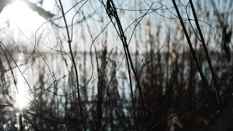 Reeds by the pond Stock Footage 104745661