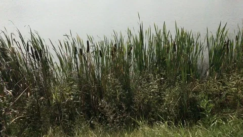 Reeds by the pond Video stock 119640608
