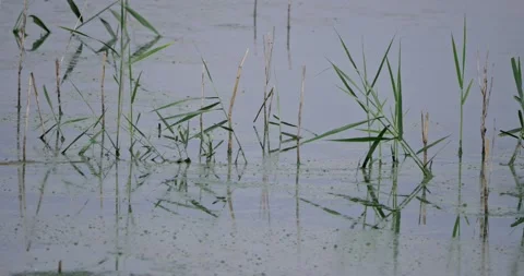 Reeds in the pond Stock Footage 315168750