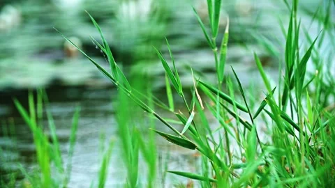 Reeds by the pond in the rain Stock Footage 257530401