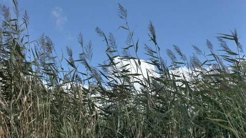 Reeds range from a strong wind on blue sky background. Video full HD Video stock 100683867