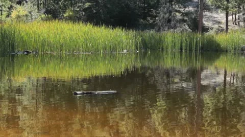 Reeds Reflected on Lake Vídeo Stock 12203207