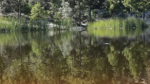 Reeds Reflected on Lake 動画素材 12203325