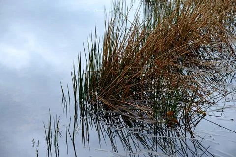 Reeds Reflection Stock Photos