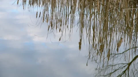 Reeds reflection on the pond Stock Footage 35716398