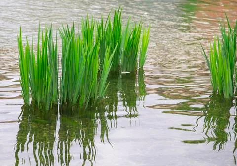 Reeds, reflection in the river Stock Photos
