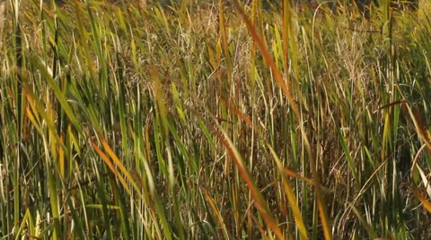 Reeds by the river 2 Video stock 31515414