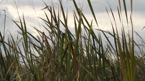 Reeds by the river 3 動画素材 60630309