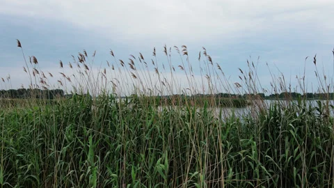 Reeds on the river. Close up drone flight by some reeds on a coast of a river Stock Footage 135543880