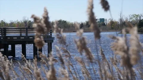 Reeds by a River with Dock Video stock 270229545