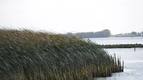 Reeds on the River Elbe Stock Footage 42615803