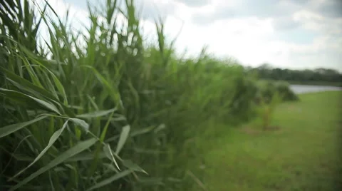Reeds by the river Stock Footage 40635186