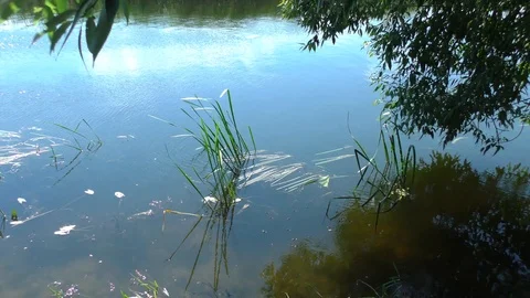 The reeds on the river 库存影片 116268850