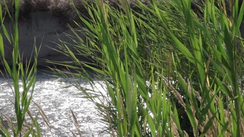 Reeds by the river Stock Footage 146627172