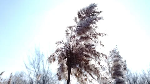 The reeds by the river part#1 Stock Footage 125711164