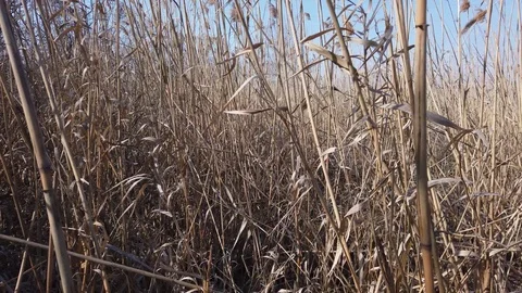 The reeds by the river part#2 Stock Footage 125711134