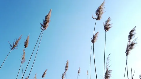 The reeds by the river part#4 库存影片 125711104