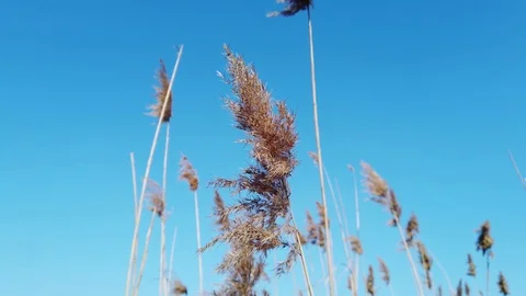 The reeds by the river part#5 Stock Footage 125711099