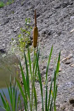 Reeds on the river Stock Photos
