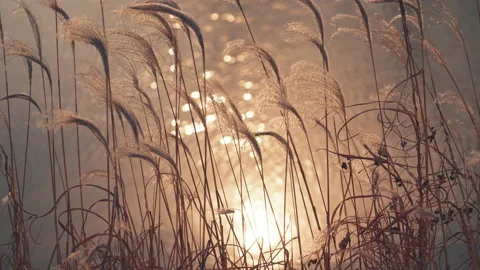 Reeds by the river swaying in the wind Stock Footage 234628348
