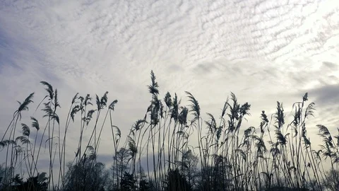 Reeds in the river windy day Stock Footage 87908125