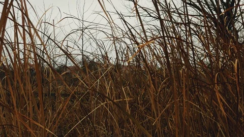 Reeds on the river in winter close-up 4k Stock Footage 99097629
