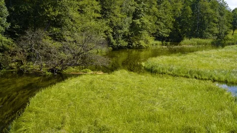 Reeds with rivers next to the forest Video stock 94431367