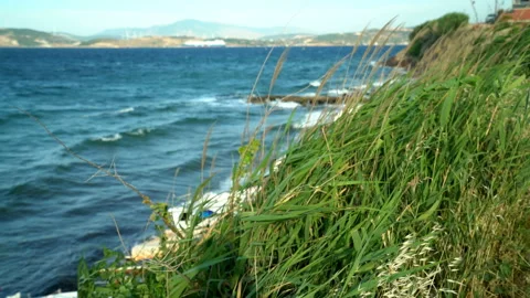 Reeds by the sea 動画素材 148553398