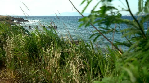 Reeds by the sea 動画素材 148553697