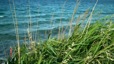 Reeds by the sea Stockbeeldmateriaal 148553752