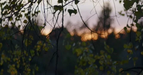 Reeds in the setting sun with bubble bokeh effect Video stock 252043177